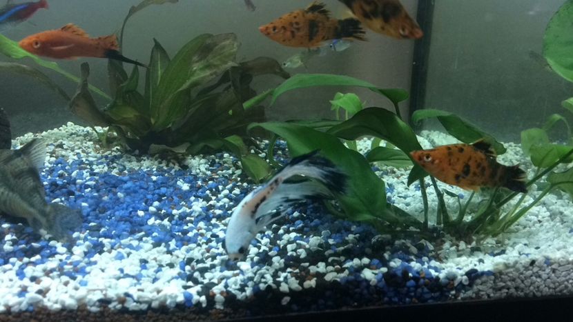094AA4D8-6B6A-486D-B091-FA339309678F - acvariu