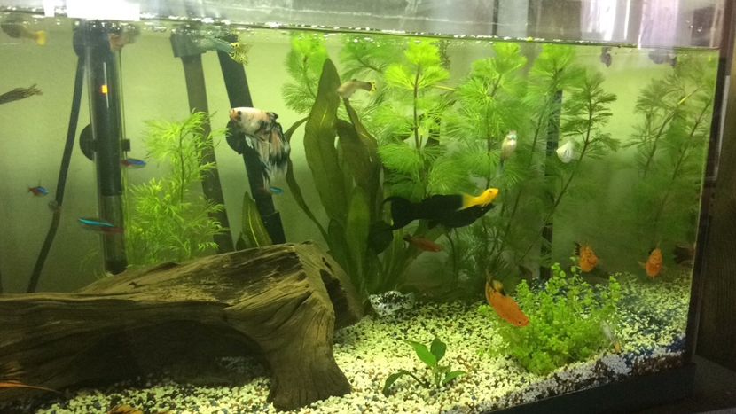 D2E1589A-C824-4670-98F9-2DA0704D34FF - acvariu