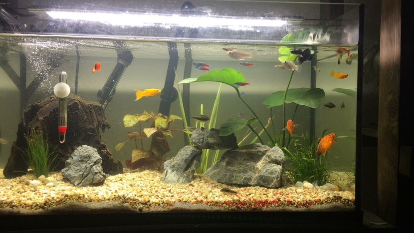 E61A504A-1212-4801-959E-DC7A9D2FEAB3 - acvariu