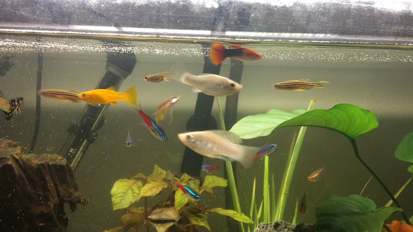 4AC2146B-76D5-43F0-8C09-13AE7DE57D70 - acvariu