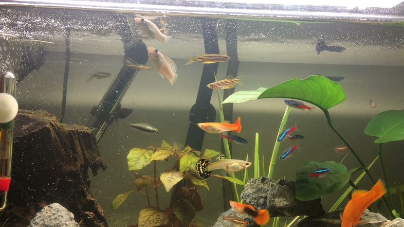 40F73781-651E-4C63-A3A7-C2FBA81B6724 - acvariu