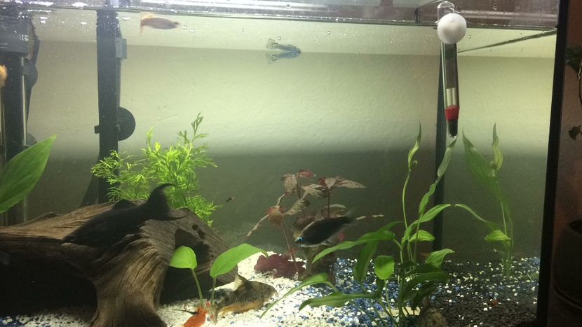 E5C9A5A0-A9E8-4273-8CC5-E6813A9A09C4 - acvariu