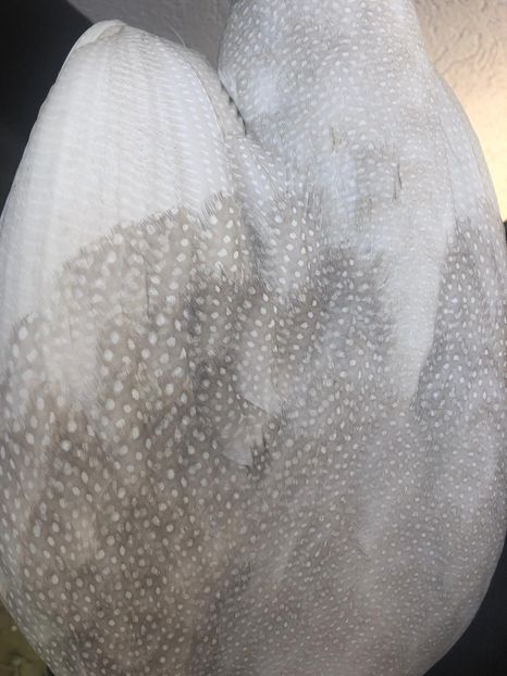 Perlhuhn chamois - Matca 2020