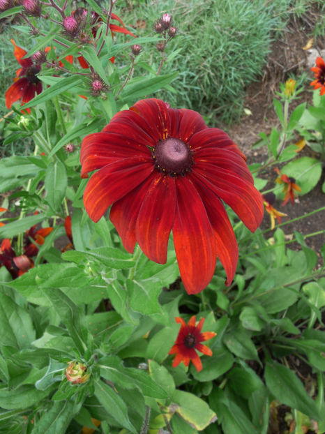  - 2019 - 03 - Toamna