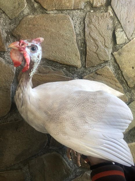 EE 2019 - Matca 2020