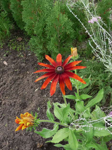  - 2019 - 03 - Toamna