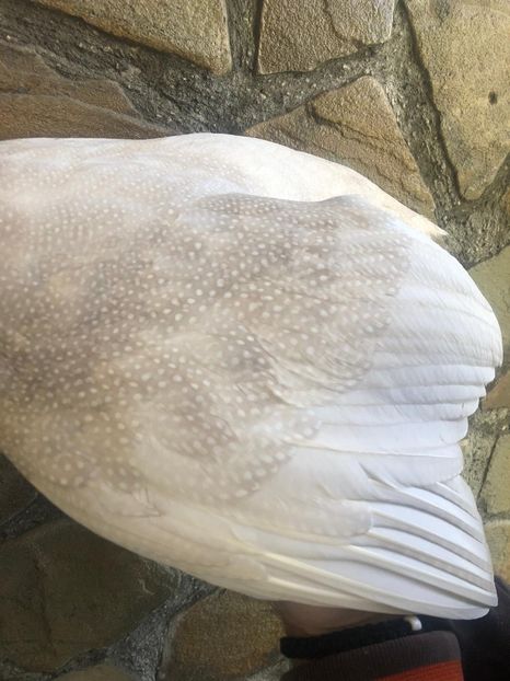 Buff dundotte - Matca 2020