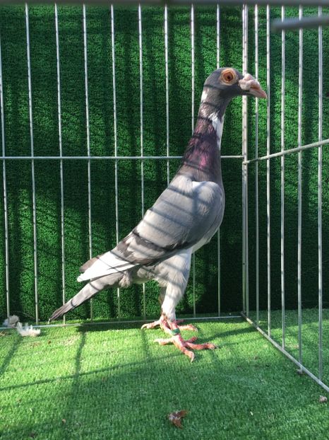 7DFD2BD8-AA23-4C19-A367-774D4B4F9EE0 - Carieri Matca 2021