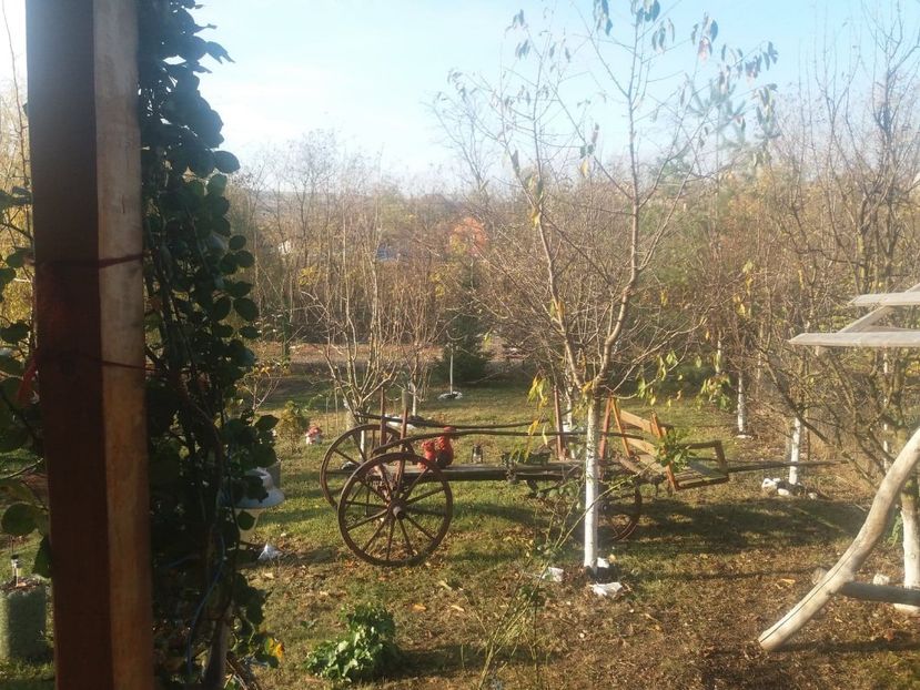 74292524_2770467599639331_5173901824498860032_n (1) - toamna 2019