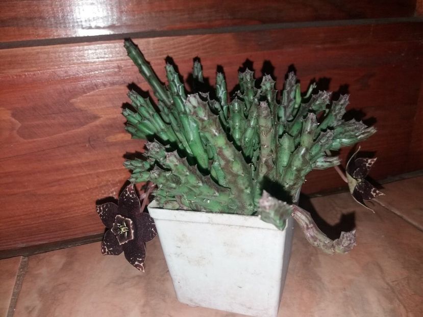 75418231_710362002804689_5631352902795657216_n (1) - Flori curte 2019