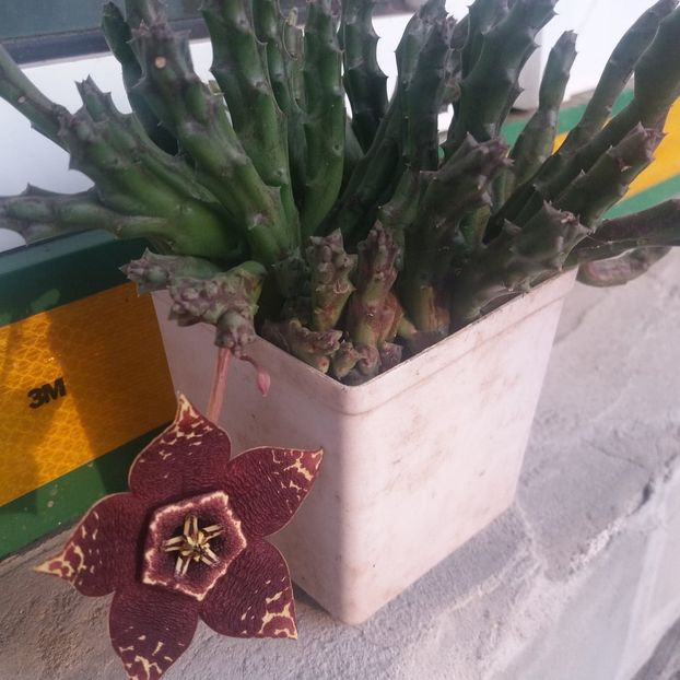  - cactusi