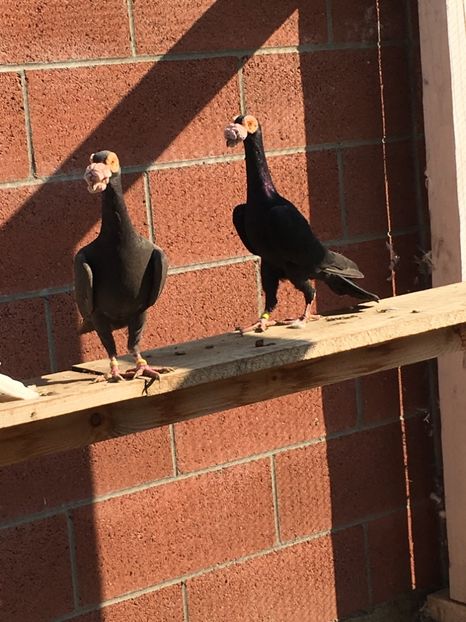 13EF467D-8042-418D-B206-9958A68A21D4 - Carieri Matca 2021