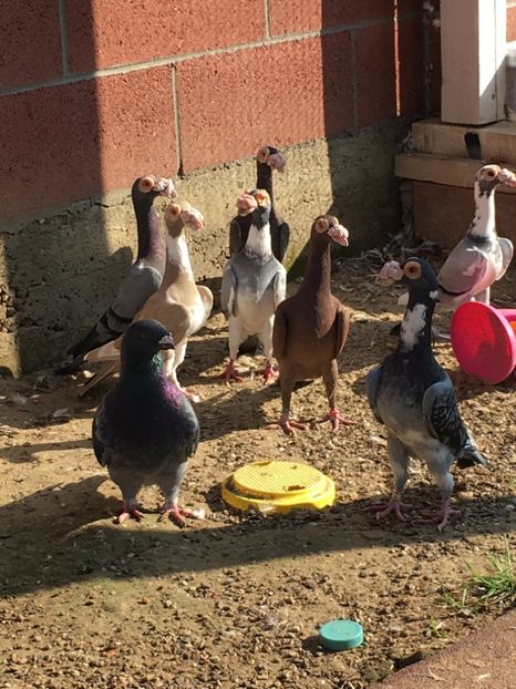 E54716E5-06E4-436B-8F4E-462017955529 - Carieri Matca 2021