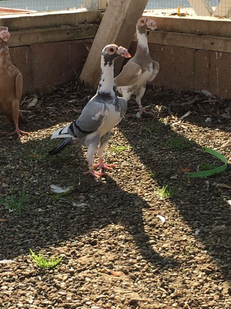 8EED51D3-DF39-47F1-AD87-94862075CA66 - Carieri Matca 2021