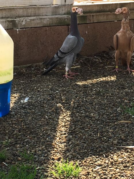 351E7A4F-2124-44DF-B151-D59D1DB16510 - Carieri Matca 2021