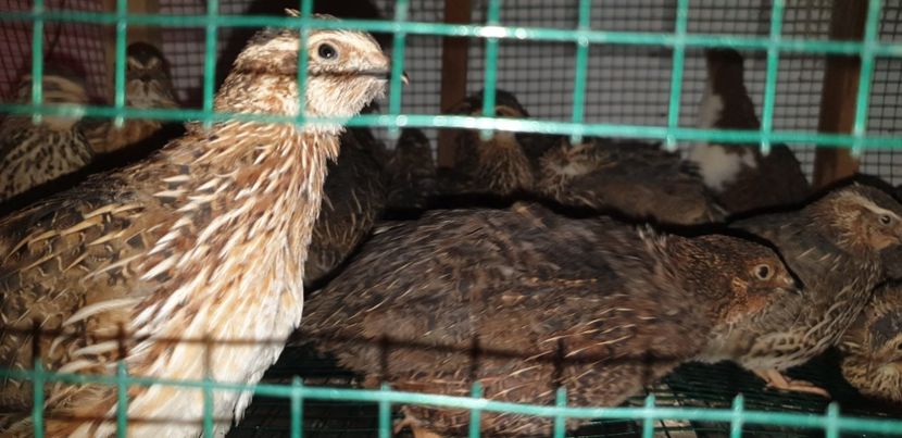  - Prepelite Japoneze