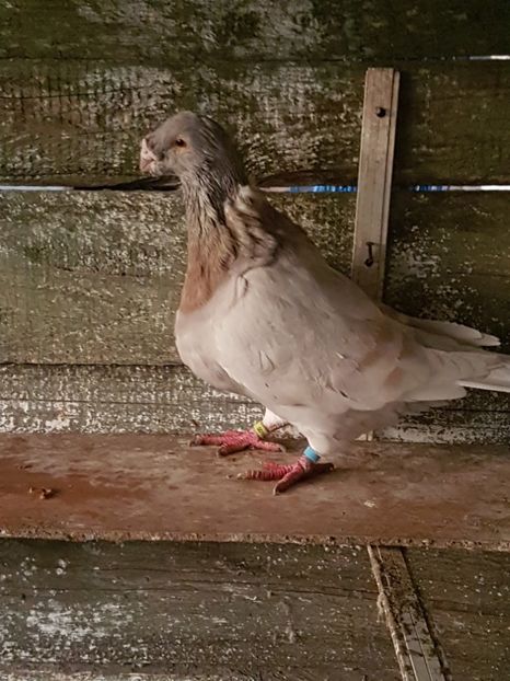 Mascul 2017 - Americani vanduti