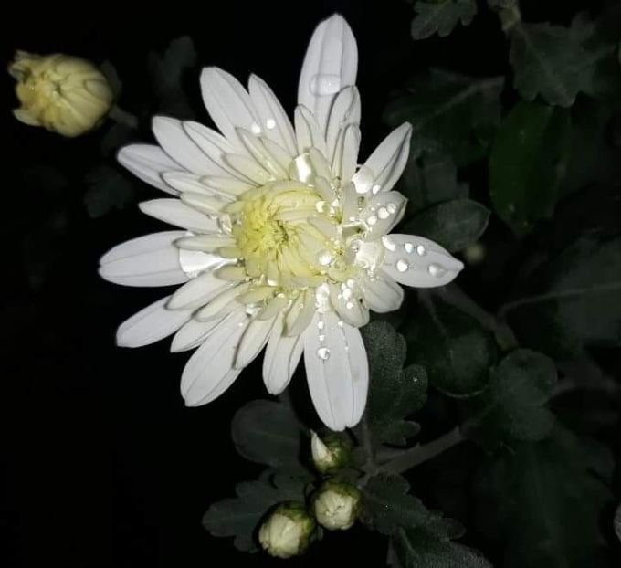 received_396163414650509 - Crizanteme 2019