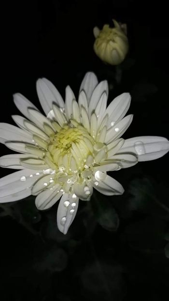 received_549084389237318 - Crizanteme 2019