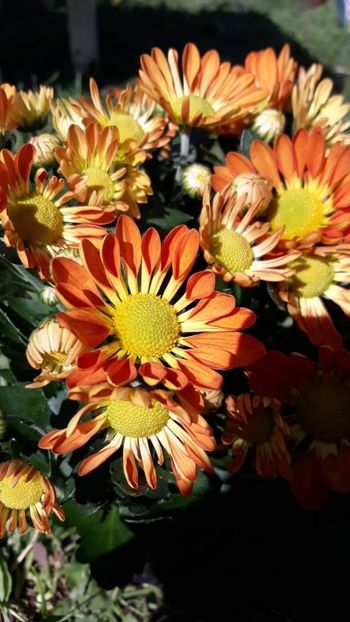 received_509930573162956 - Crizanteme 2019