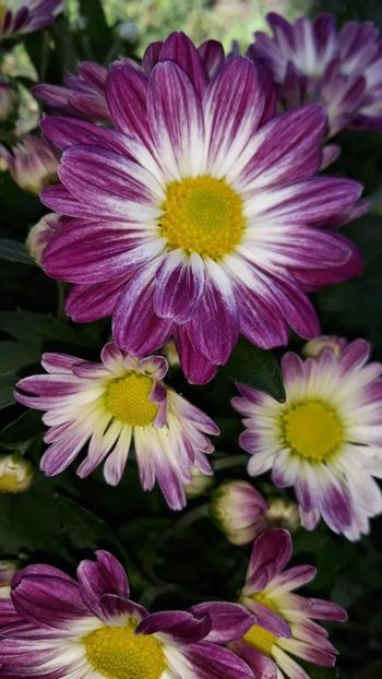 received_410699276262692 - Crizanteme 2019