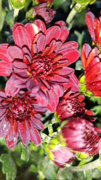 received_542791903199254 - Crizanteme 2019