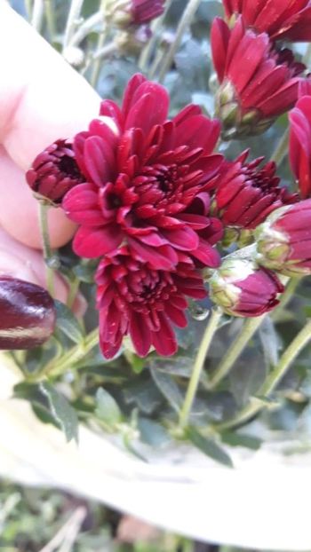 received_1115113075361776 - Crizanteme 2019