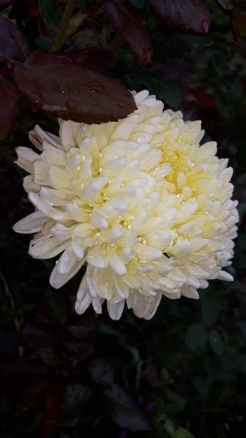 received_664345127390519 - Crizanteme 2019
