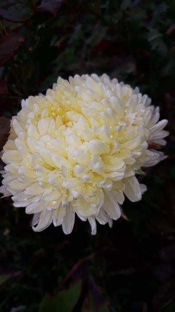 received_663576980836324 - Crizanteme 2019