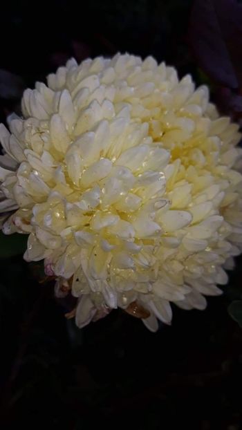 received_2496032160639771 - Crizanteme 2019