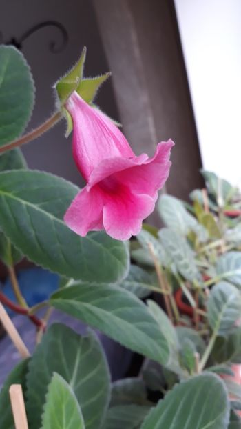  - gloxinii_2019