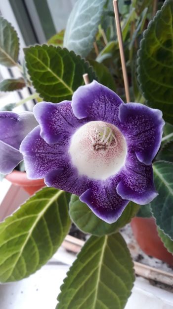  - gloxinii_2019
