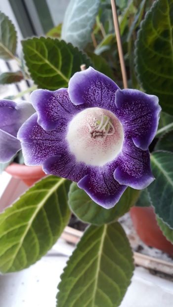  - gloxinii_2019