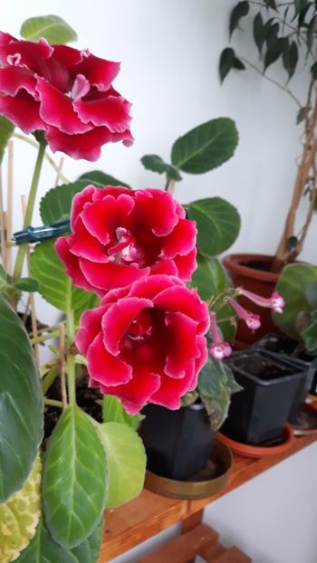  - gloxinii_2019