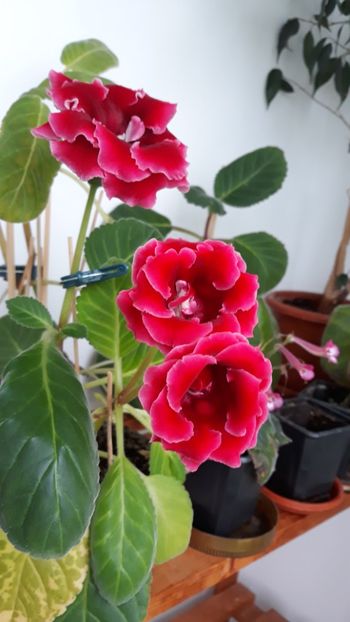  - gloxinii_2019