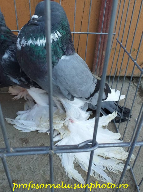 vândută lui Rareș Grigorescu - Porumbei VÂNDUȚI