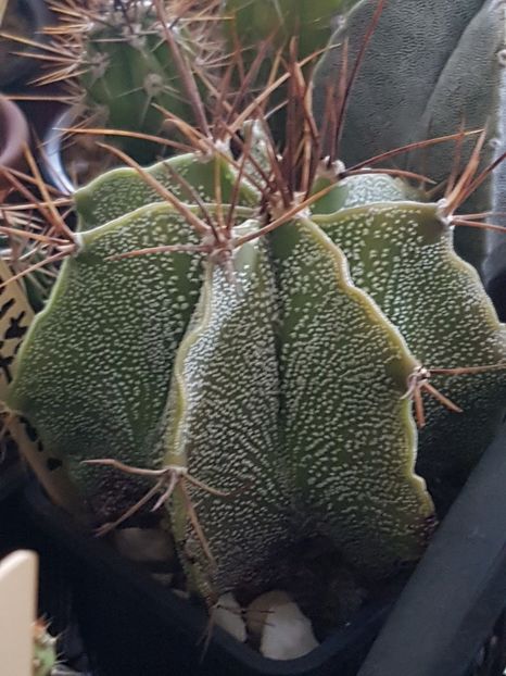 Astrophytum ornatum - Astrophytum