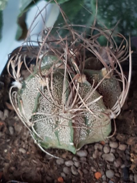 Astrophytum capricorne - Astrophytum