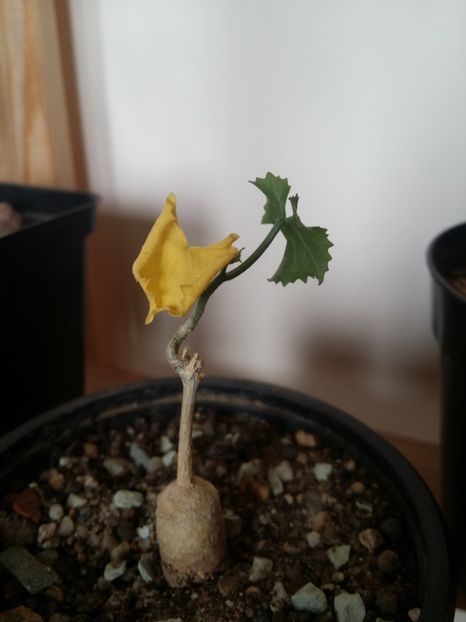  - plantutele mele