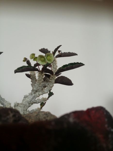 - plantutele mele