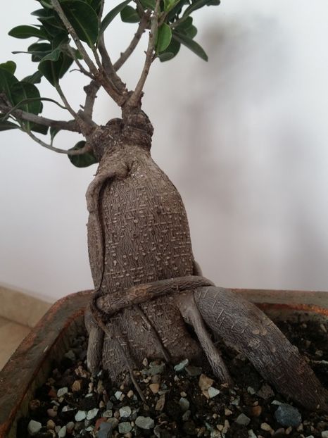  - plantutele mele