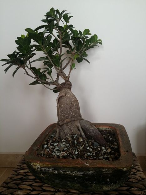  - plantutele mele