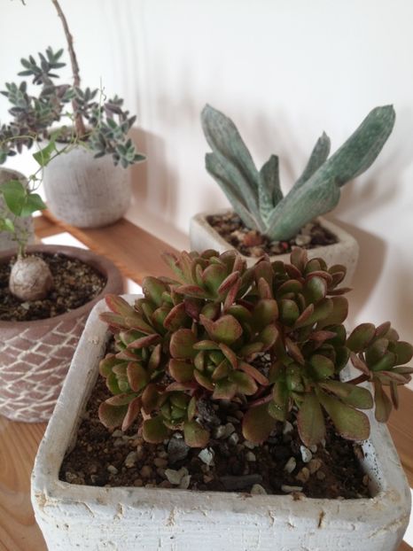  - plantutele mele