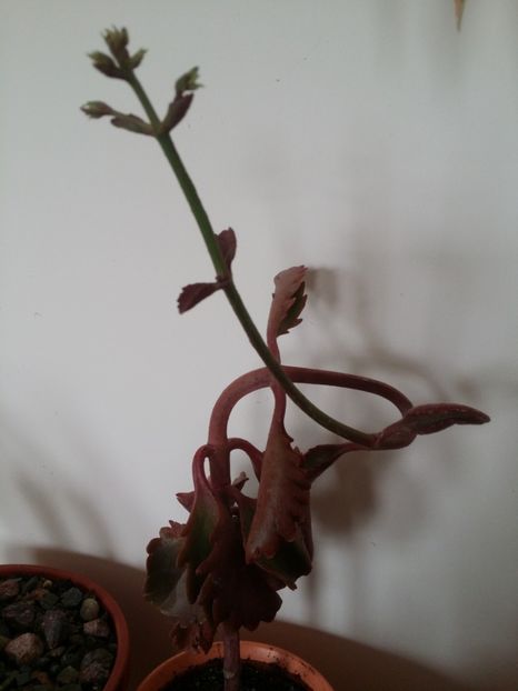  - plantutele mele