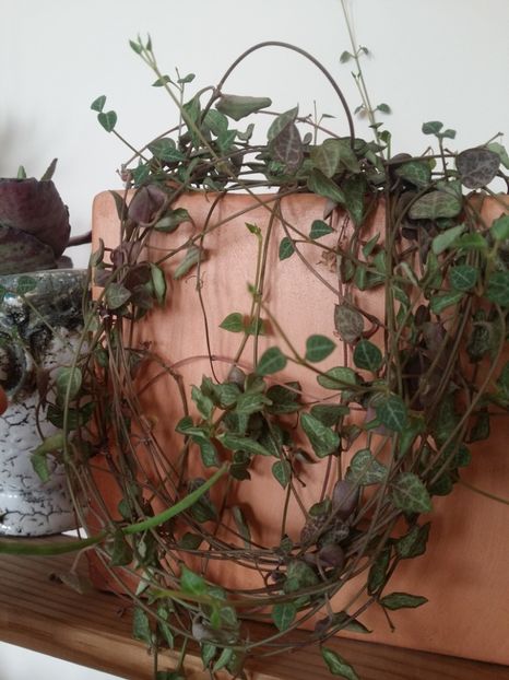  - plantutele mele