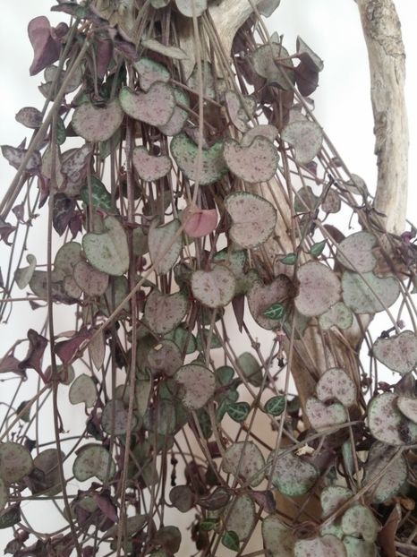  - plantutele mele