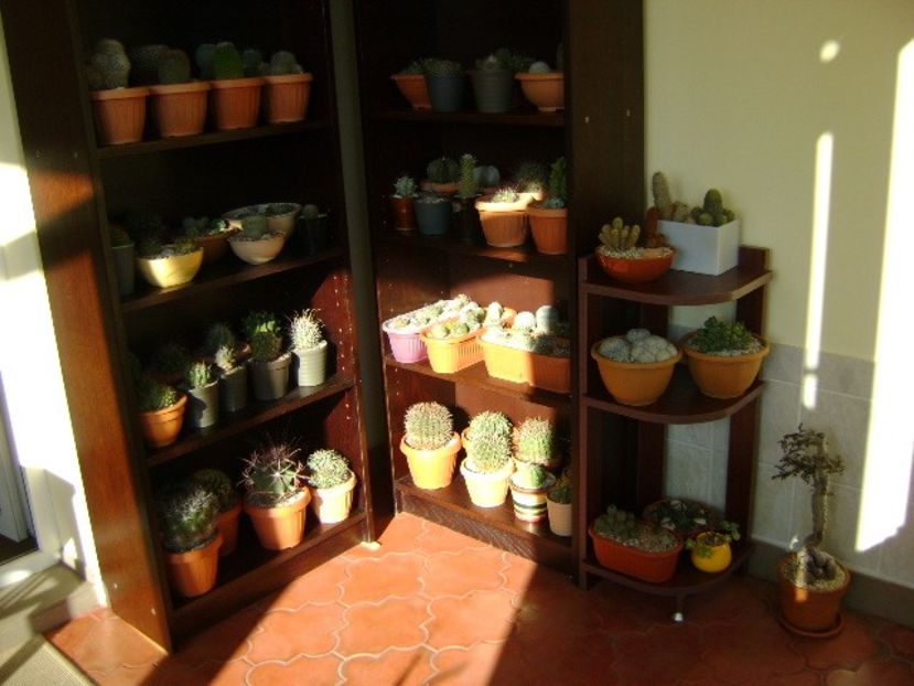 28-29 oct. 2019 - Inceputul repausului vegetativ - Cactusi 2019 bis bis