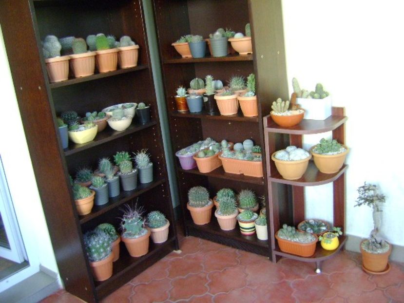 28-29 oct. 2019 - Inceputul repausului vegetativ - Cactusi 2019 bis bis