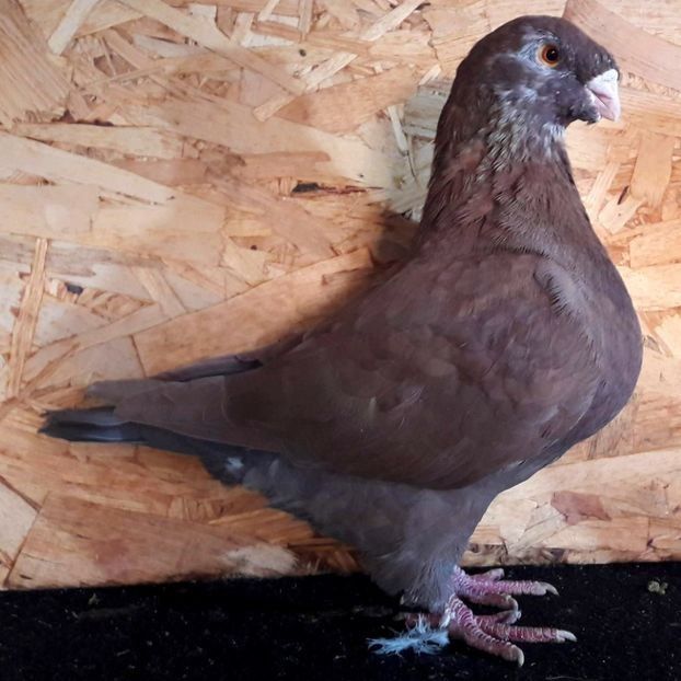  - 3---AGH DAȚI 2019 - 2025