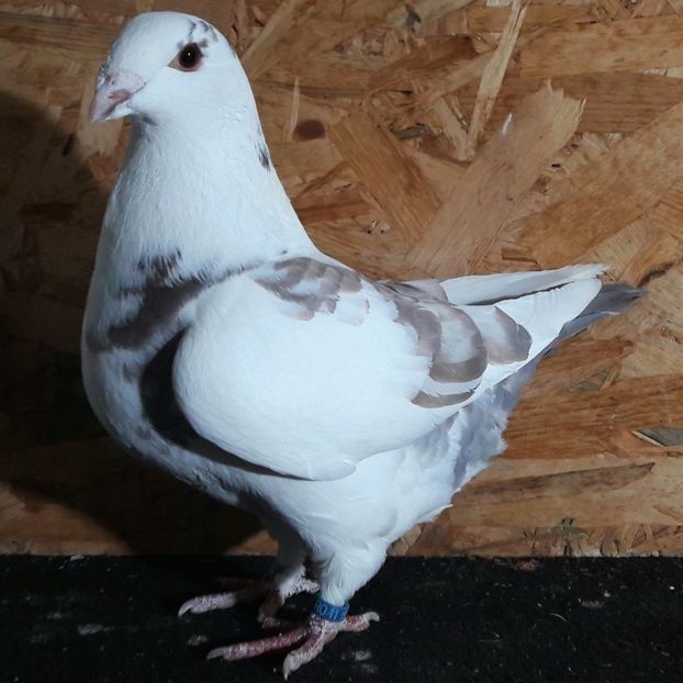  - 3---AGH DAȚI 2019 - 2025